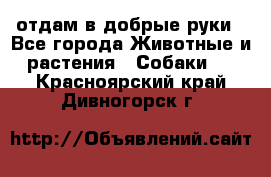 отдам в добрые руки - Все города Животные и растения » Собаки   . Красноярский край,Дивногорск г.